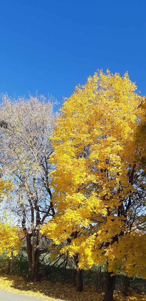 A vibrant yellow autumn forest canopy reaching up toward a bright blue sky