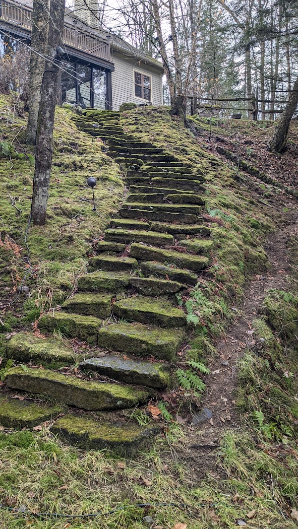 A series of stone steps covered in soft green moss, leading upward through a forest