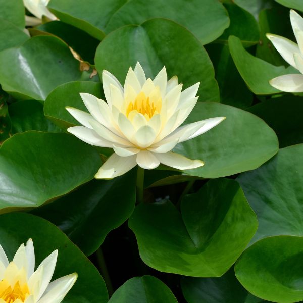 Close-up of a vibrant lotus flower, representing growth, proficiency, and mastery